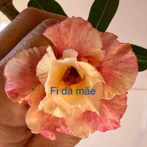 Rosa do Deserto Fi da Mãe
