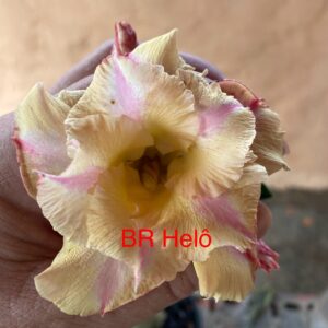 Rosa do Deserto BR Helô