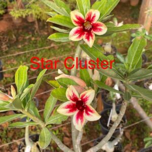 Rosa do Deserto Star Cluster
