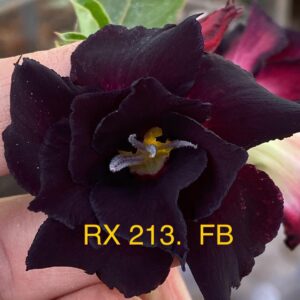 Rosa do Deserto RX 213 FB