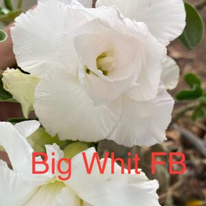 Rosa do Deserto Big White FB