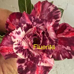 Rosa do Deserto Fluorita