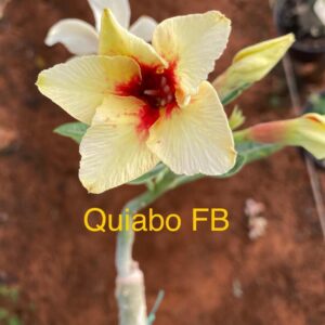 Rosa do Deserto Quiabo FB