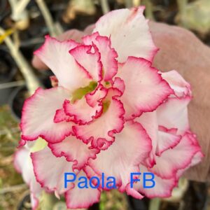 Rosa do Deserto Paola FB