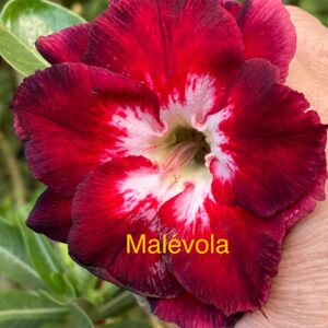 Rosa do Deserto Malévola