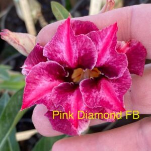 Rosa do Deserto Pink Diamond FB