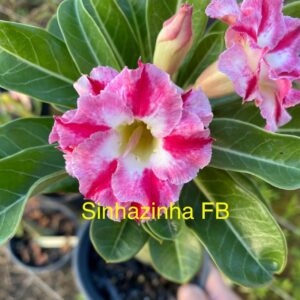 Rosa do Deserto Sinhazinha FB