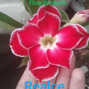 Rosa do Deserto Flora Borduchi Realce