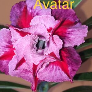 Rosa do Deserto Avatar Flora Borduchi