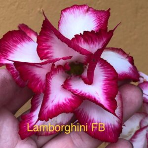 Rosa do Deserto Lamborguini FB