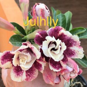 Rosa do Deserto Julhlly