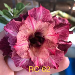 Rosa do Deserto RC 62