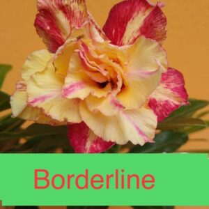 Rosa do Deserto Borderline