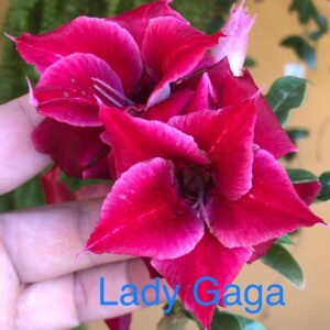 Rosa do Deserto Lady Gaga