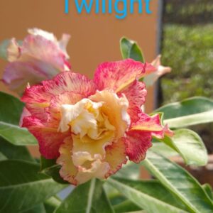 Rosa do Deserto Twilinght