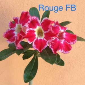 Rosa do Deserto Rouge FB