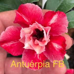 Rosa do Deserto Antuérpia FB