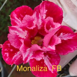 Rosa do Deserto Monaliza FB