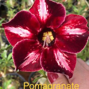 Rosa do Deserto Pomagranate