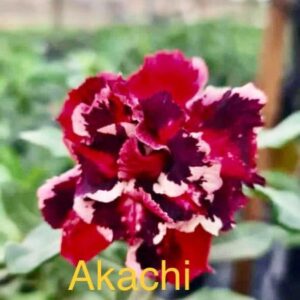 Rosa do Deserto Akachi