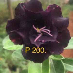 Rosa do Deserto P 200