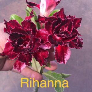Rosa do Deserto Rihanna