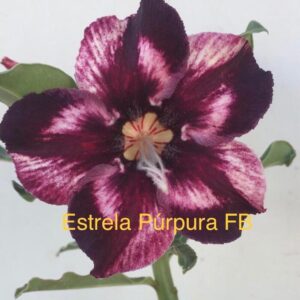 Rosa do Deserto Estrela Púrpura FB