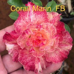 Rosa do Deserto Corail Marin FB