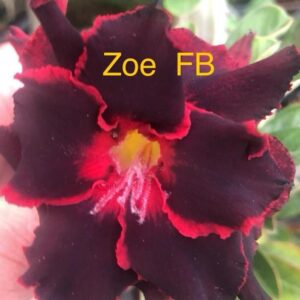 Rosa do Deserto Zoe FB