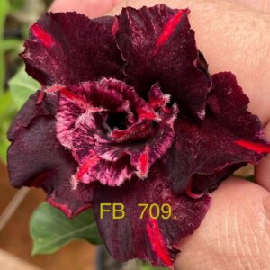 Rosa do Deserto FB 709