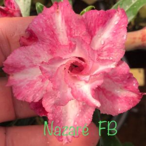 Rosa do Deserto Nazaré FB