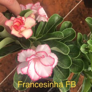 Rosa do Deserto Francesinha FB