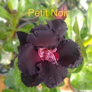 Rosa do Deserto Petit Noir