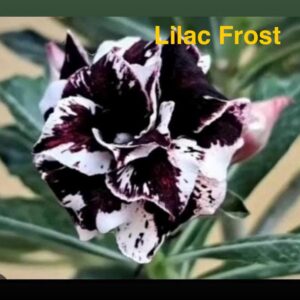 Rosa do Deserto Lilac Frost
