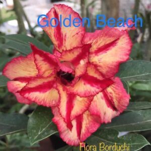 Rosa do Deserto Golden Beach