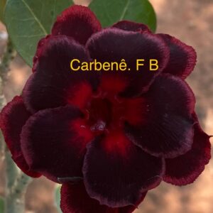 Rosa do Deserto Carbenê FB