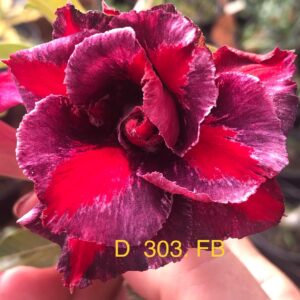 Rosa do Deserto D 303 FB