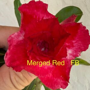 Rosa do Deserto Merged Red FB