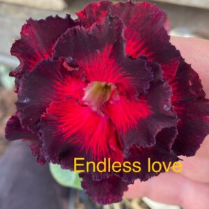Rosa do Deserto Endless Love