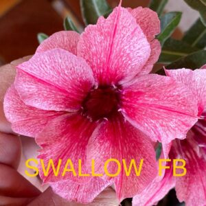 Rosa do Deserto Swallow FB