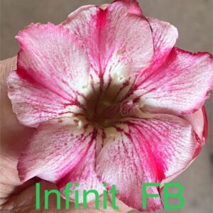Rosa do Deserto Infinit FB