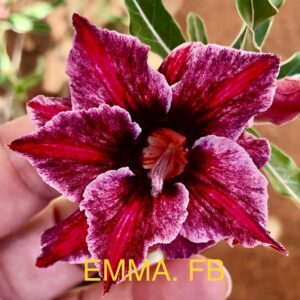 Rosa do Deserto Emma FB