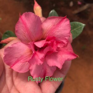 Rosa do Deserto Rusty Flower