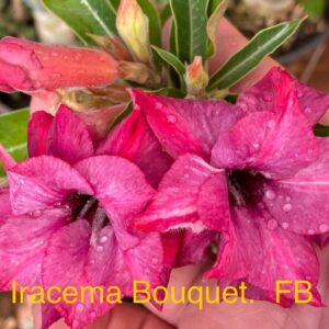 Rosa do Deserto Iracema Bouquet FB