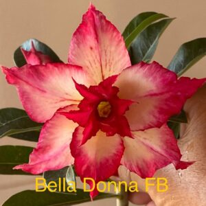 Rosa do Deserto Bella Donna