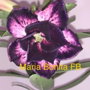 Rosa do Deserto Maria Bonita FB