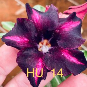 Rosa do Deserto HU 14