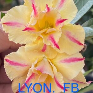 Rosa do Deserto Lyon FB